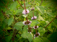18631 / Mentha x gentilis